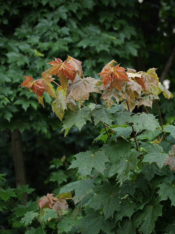 Image of Acer platanoides specimen.