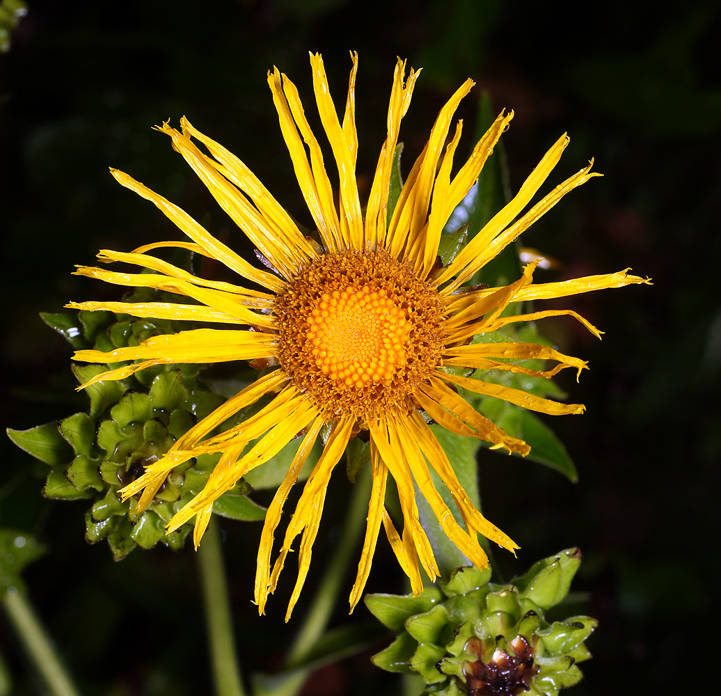 Image of Inula helenium specimen.