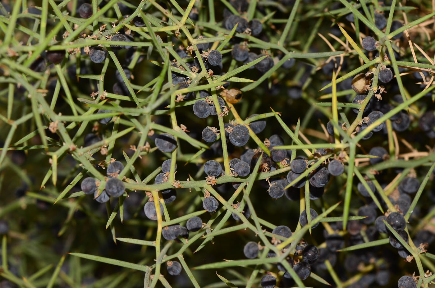 Image of Asparagus horridus specimen.