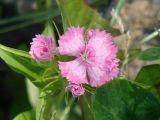 Dianthus barbatus. Цветки. Иркутская обл., Иркутский р-н, окр. села Пивовариха, у дороги. 21.07.2013.