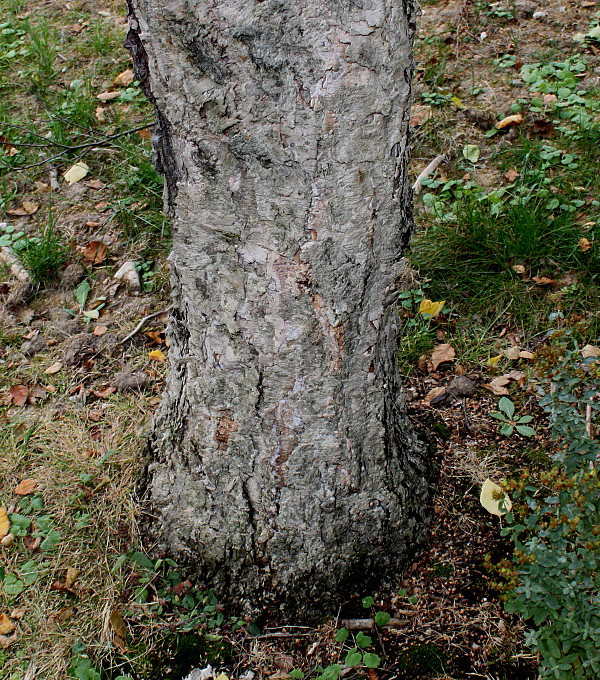 Изображение особи Betula dauurica.