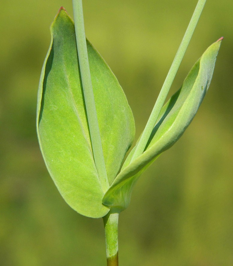 Image of Silene armeria specimen.