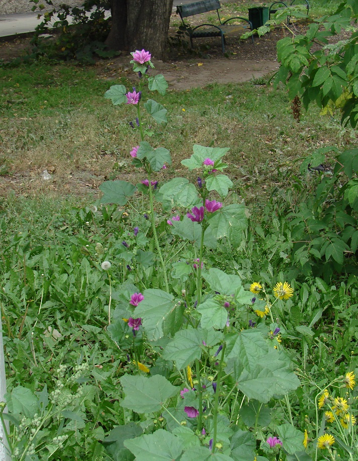 Image of Malva mauritiana specimen.