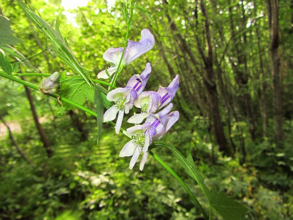 Изображение особи Aconitum sczukinii.