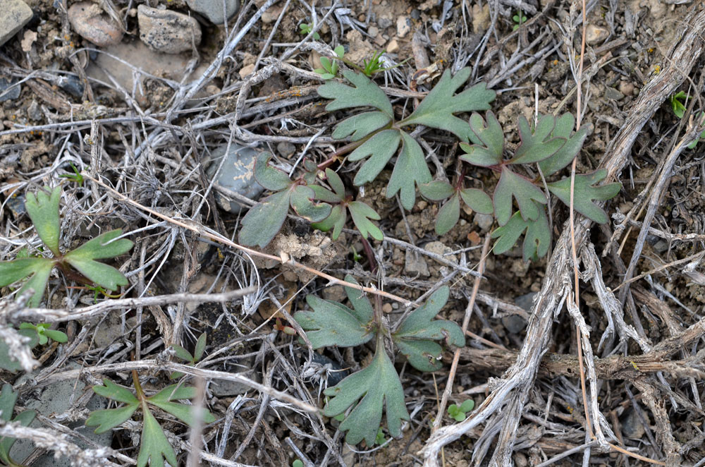 Image of Anemone petiolulosa specimen.