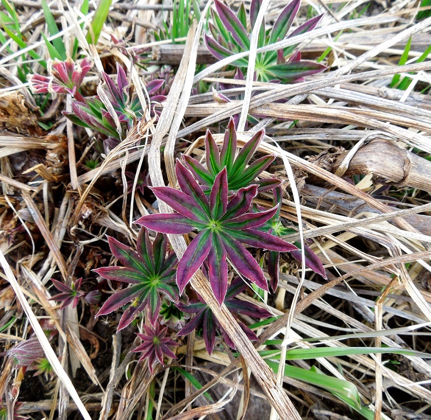 Изображение особи Lupinus polyphyllus.