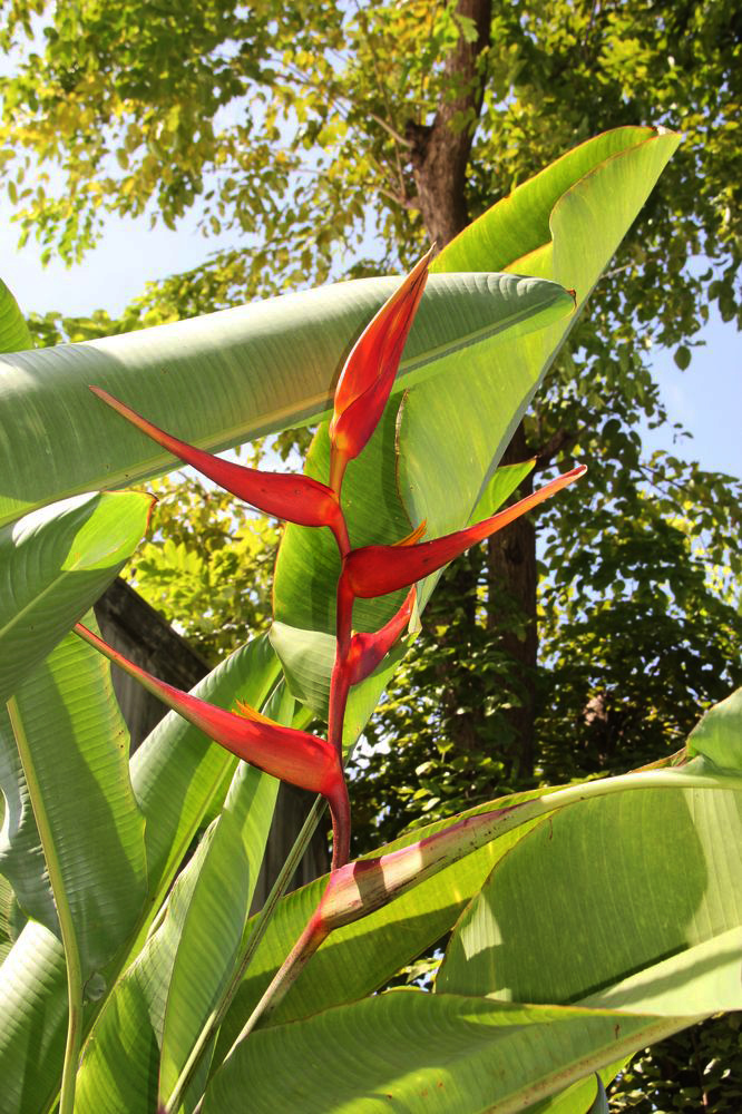 Image of genus Heliconia specimen.