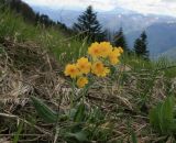 Primula pseudoelatior