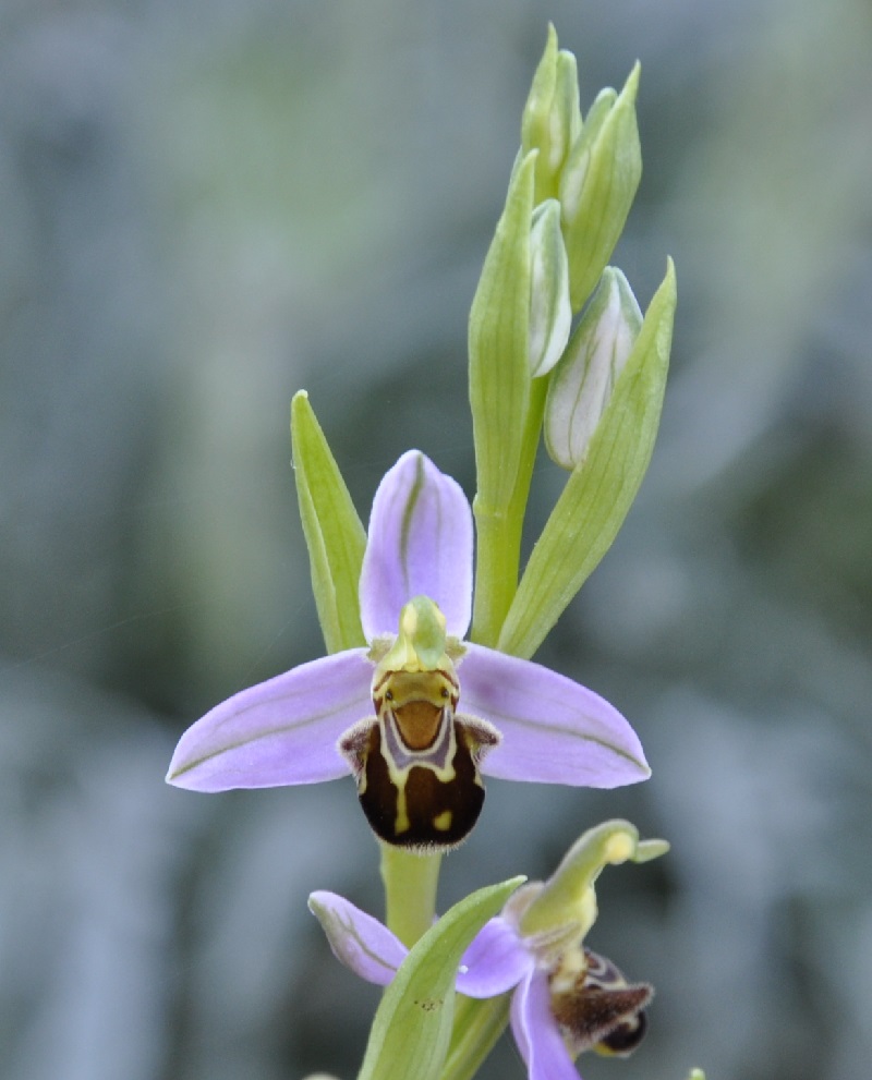 Image of Ophrys apifera specimen.