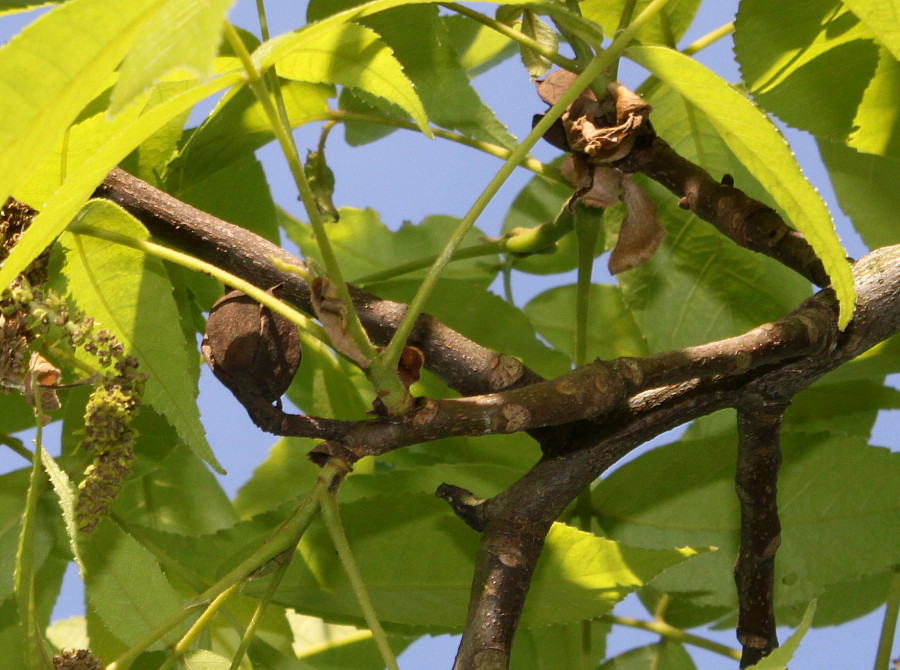 Image of Carya ovata specimen.