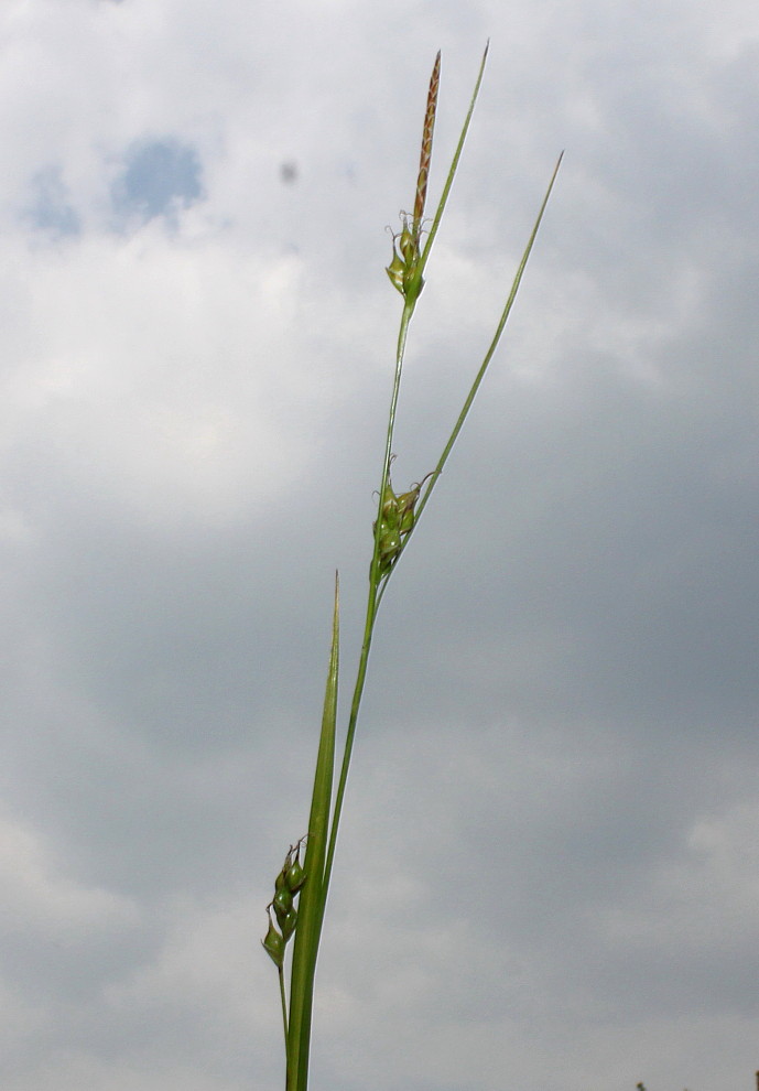 Image of Carex depauperata specimen.