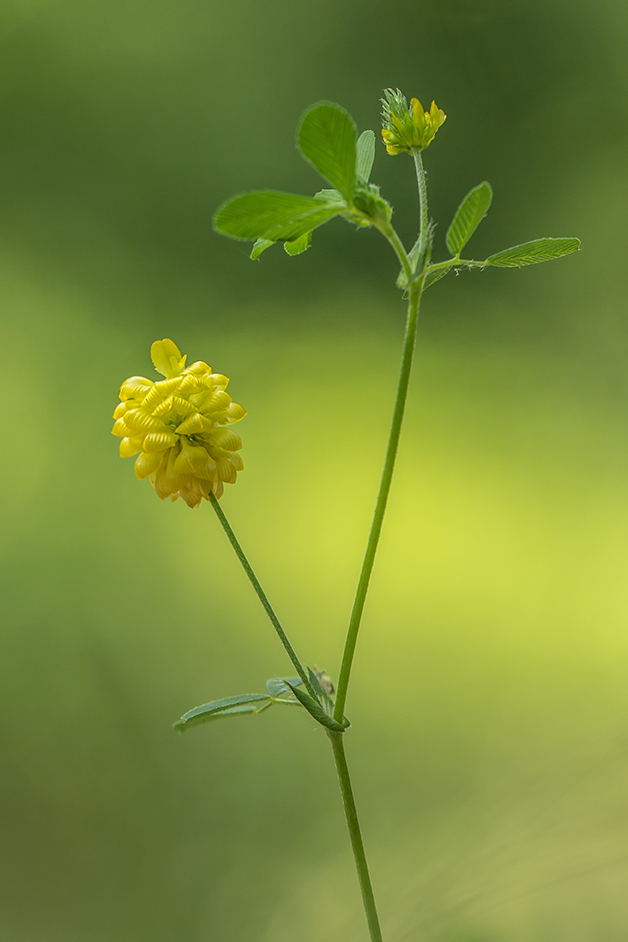 Image of Trifolium campestre specimen.