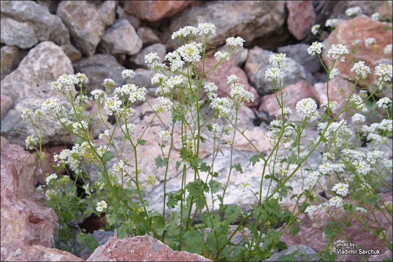 Image of Sobolewskia sibirica specimen.