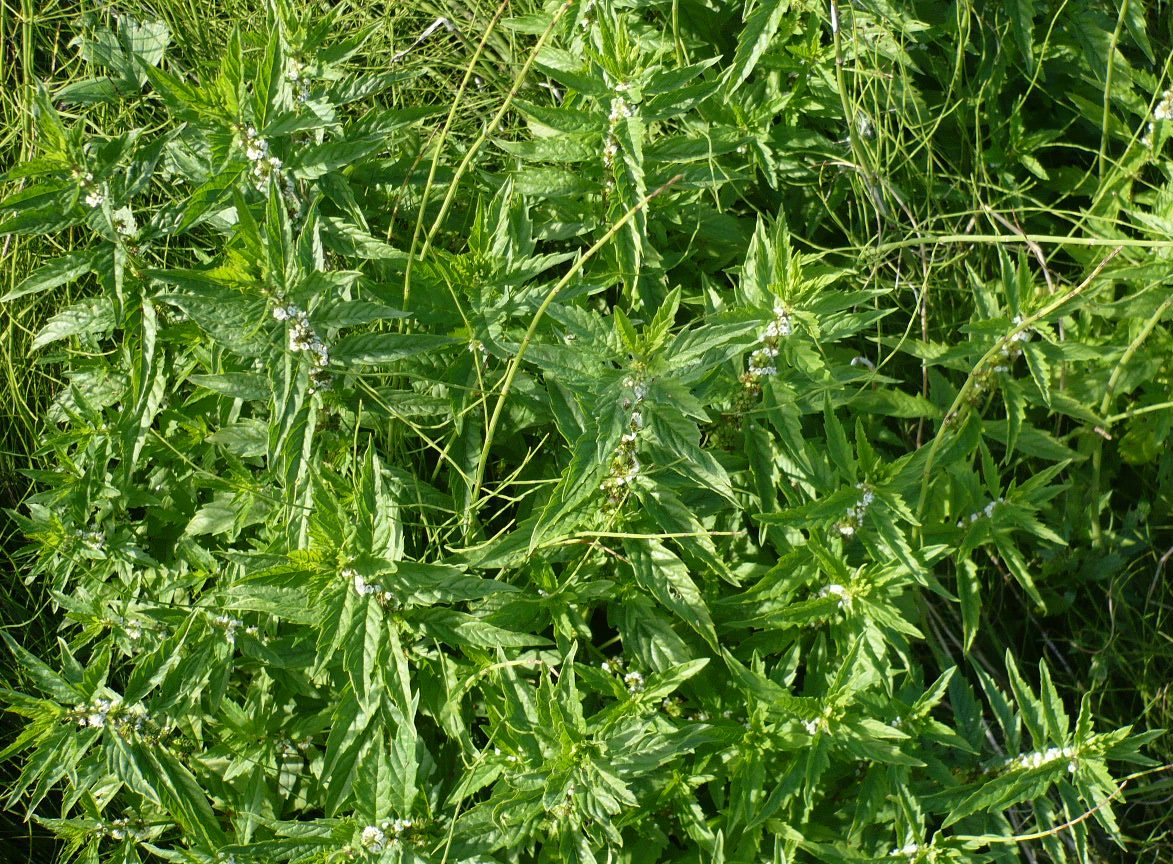 Image of Lycopus europaeus specimen.