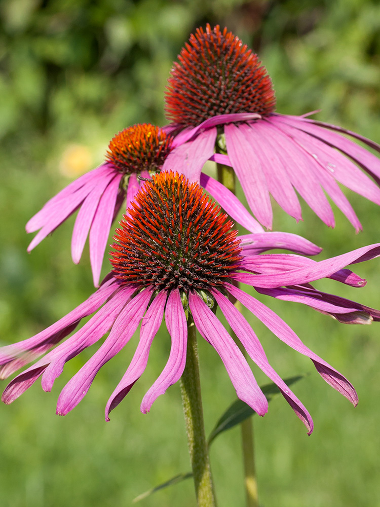 Image of Echinacea purpurea specimen.