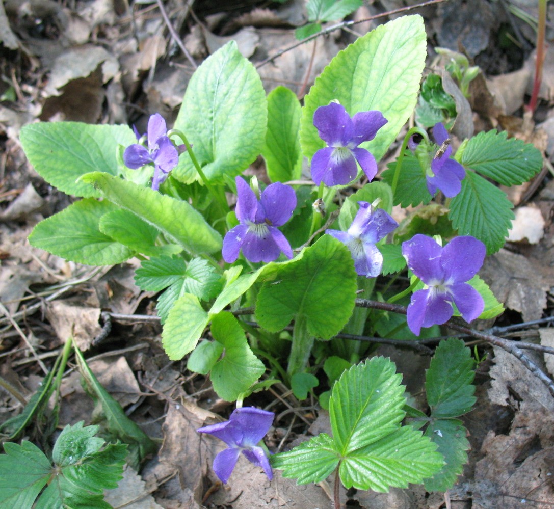 Image of Viola hirta specimen.