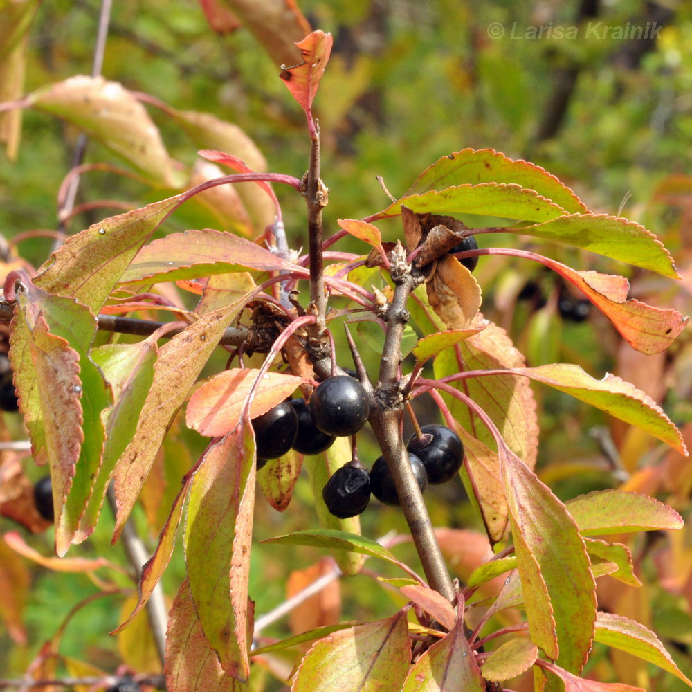 Image of Rhamnus diamantiaca specimen.