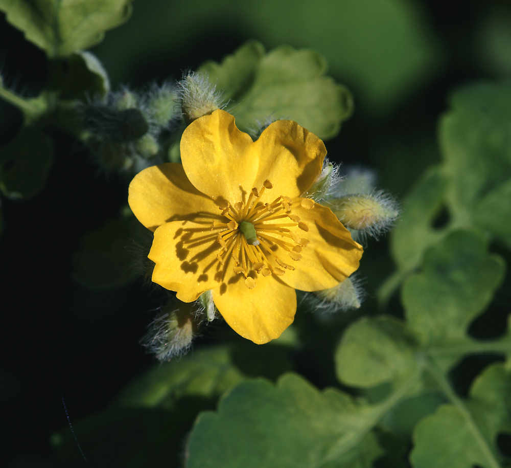 Изображение особи Chelidonium majus.