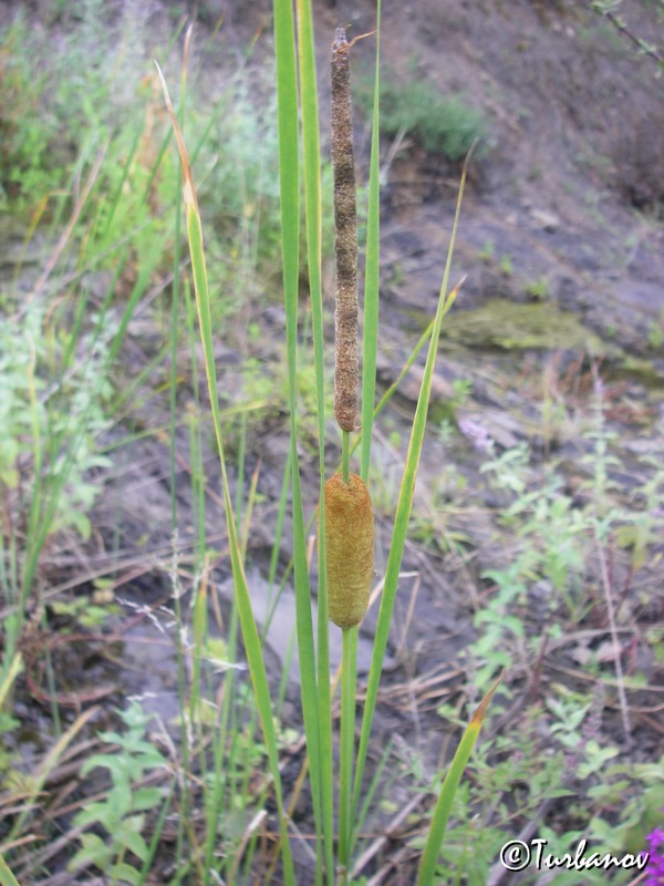 Image of Typha laxmannii specimen.