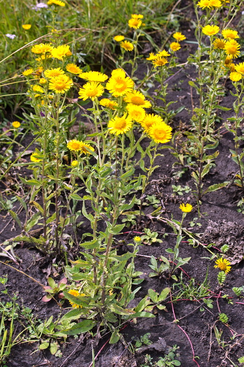 Изображение особи Inula britannica.