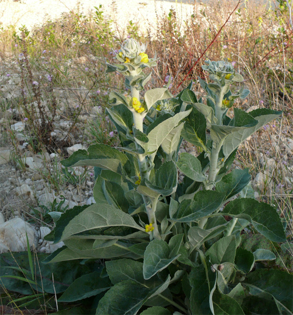 Image of Verbascum gnaphalodes specimen.