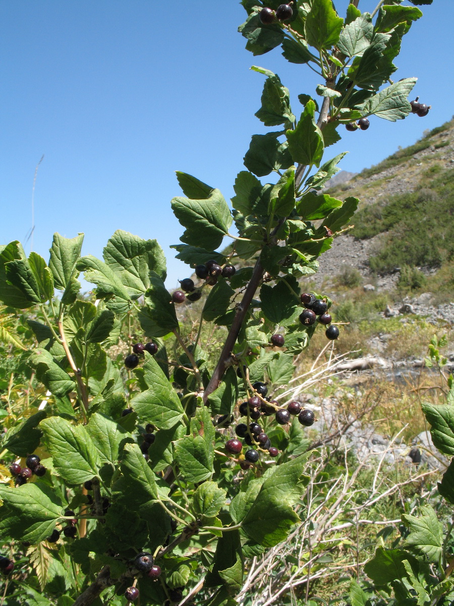 Image of Ribes meyeri specimen.