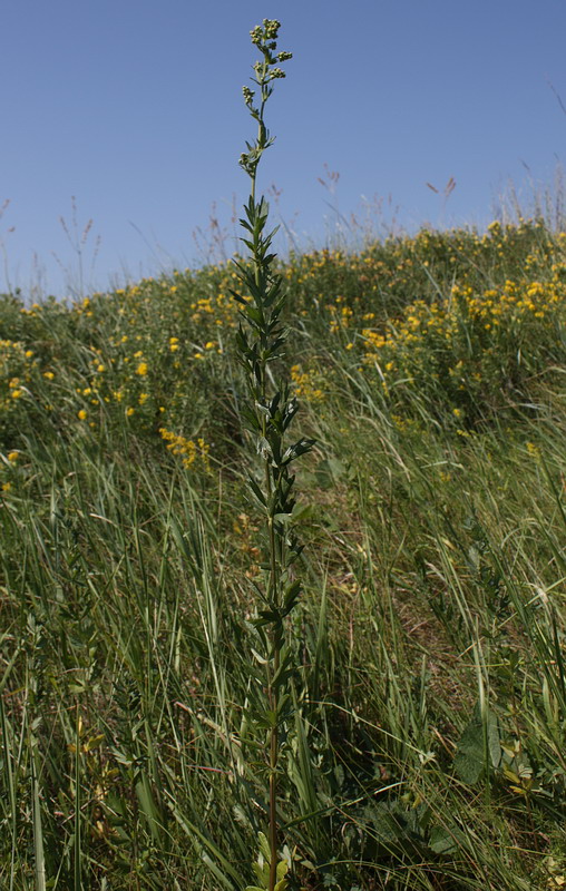 Image of Thalictrum simplex specimen.