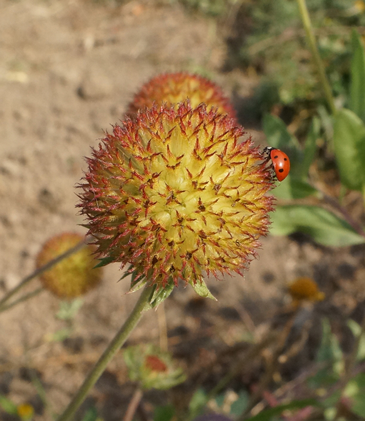 Image of Gaillardia aristata specimen.