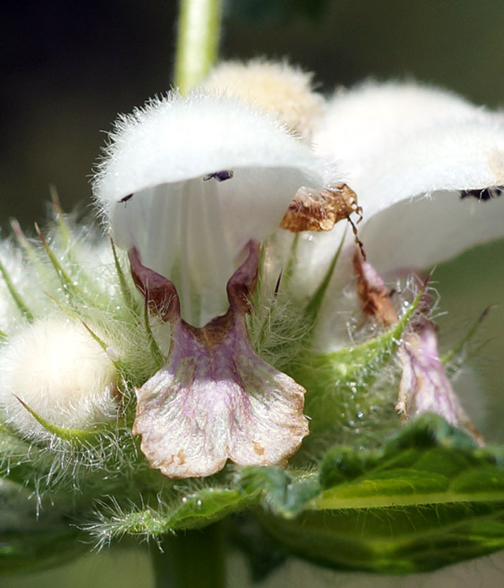 Image of Stachyopsis lamiiflora specimen.