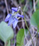 Viola isopetala