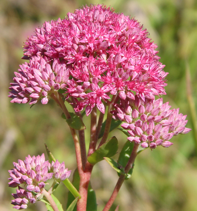 Изображение особи Hylotelephium triphyllum.