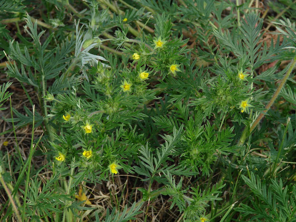 Изображение особи Potentilla tergemina.