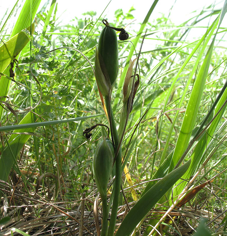 Image of Iris aphylla specimen.