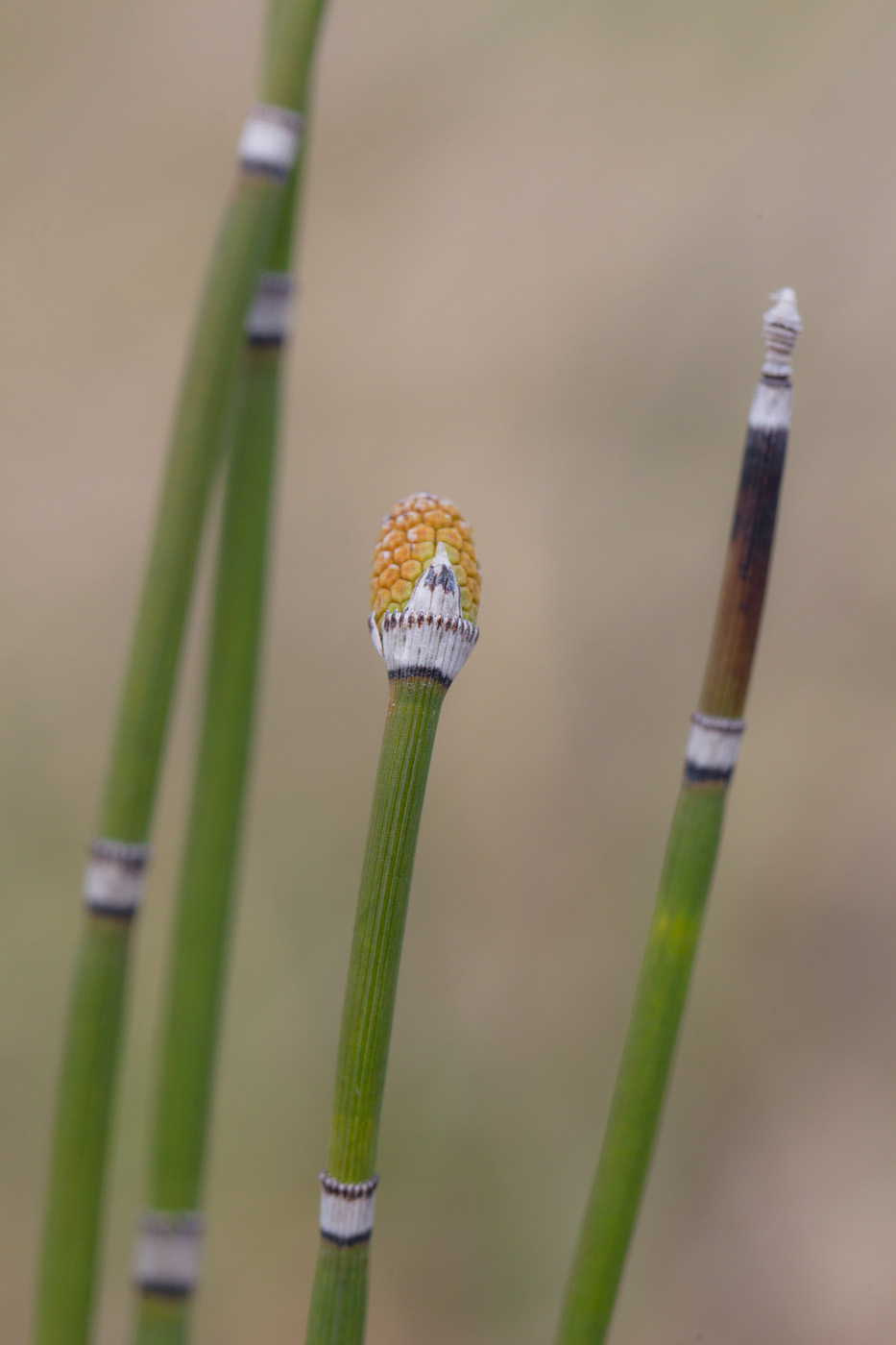 Изображение особи Equisetum hyemale.