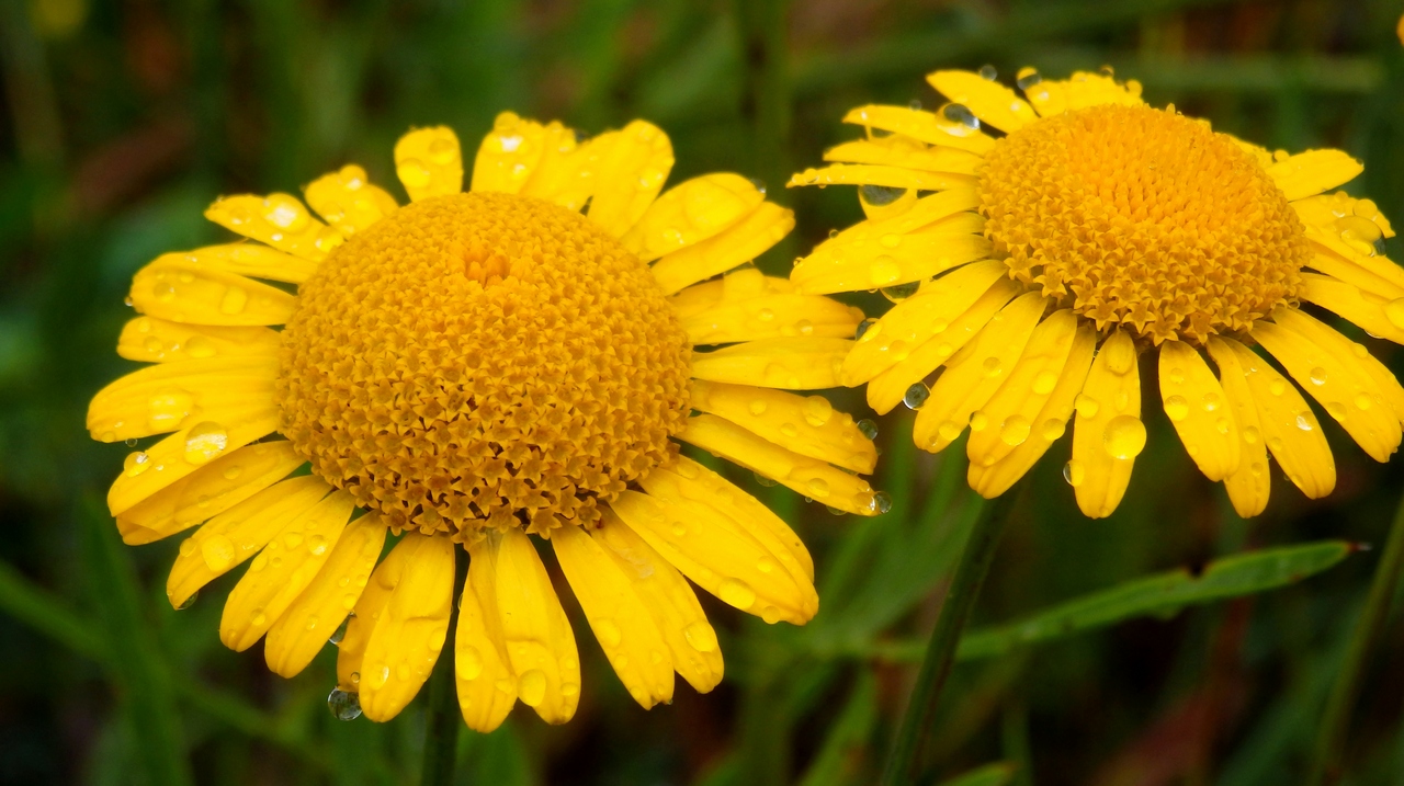 Изображение особи Anthemis tinctoria.