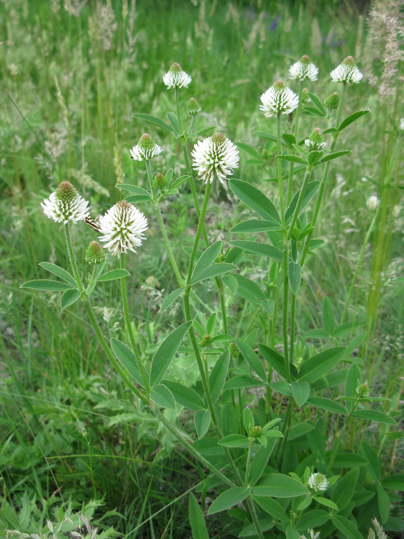 Image of Trifolium montanum specimen.