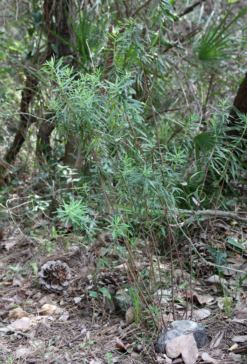 Image of Daphne gnidium specimen.