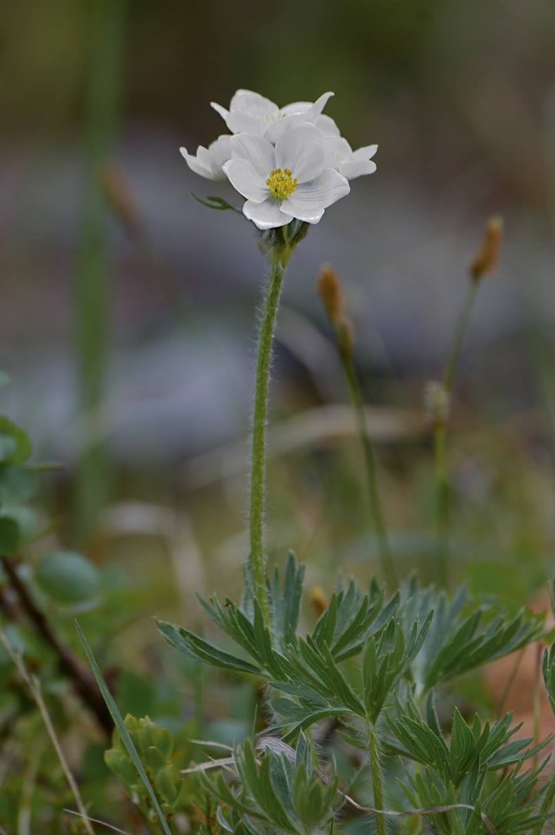 Изображение особи Anemonastrum sibiricum.