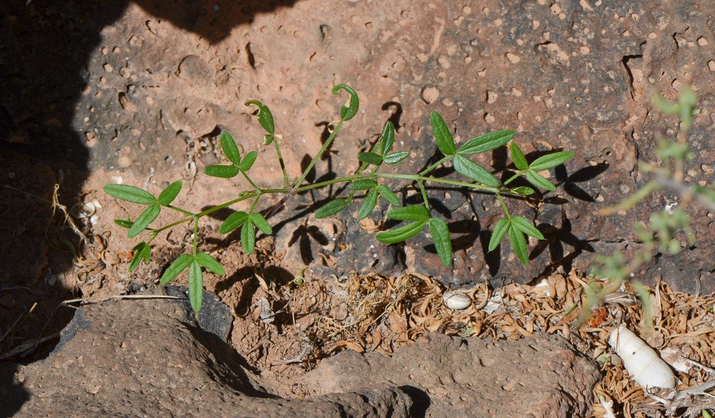 Image of Fagonia cretica specimen.