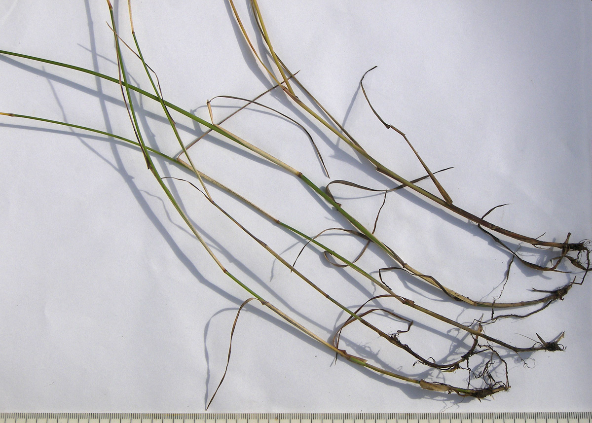 Image of Poa pratensis specimen.