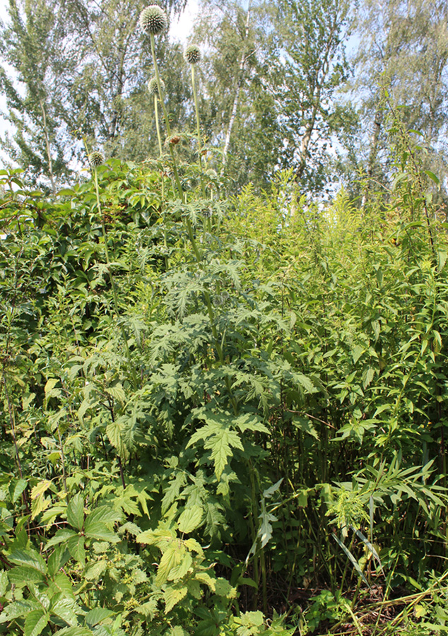 Image of Echinops exaltatus specimen.