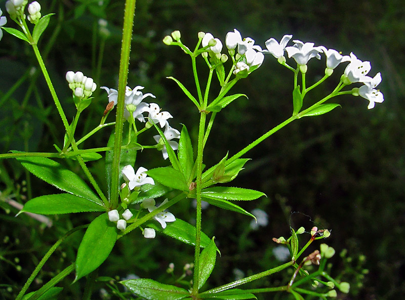 Image of Galium rivale specimen.