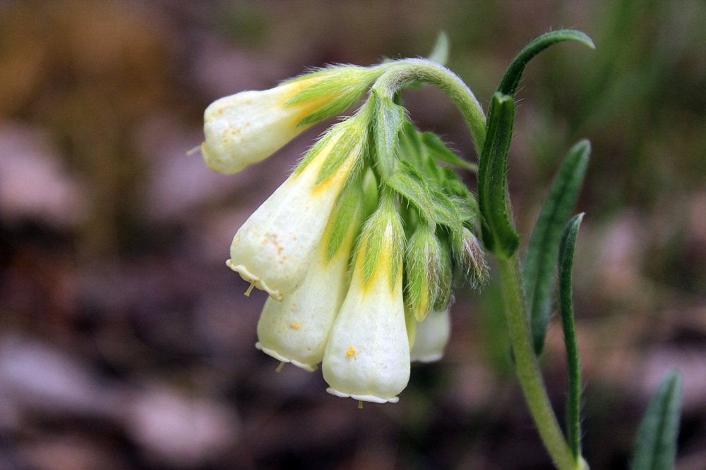 Image of Onosma simplicissima specimen.