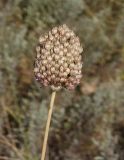 Allium sphaerocephalon. Соплодие. Украина, Запорожский р-н, Дурная балка, разнотравная степь. 17.07.2016.