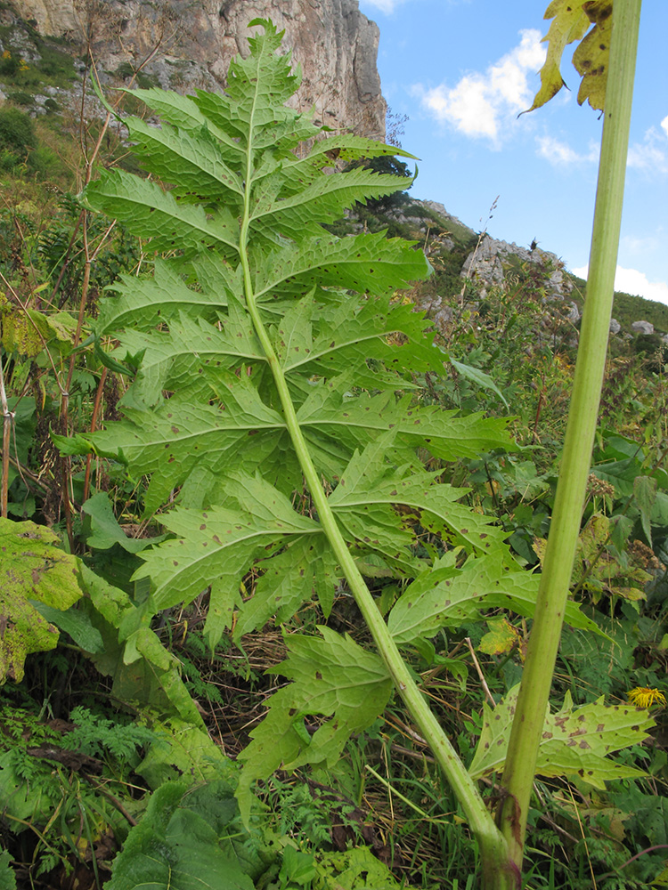 Изображение особи Senecio othonnae.