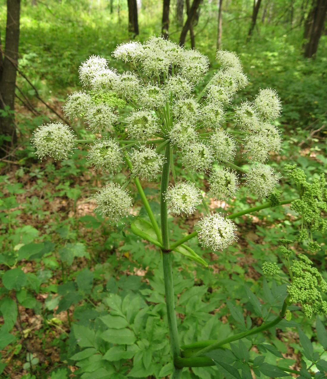 Изображение особи Angelica sylvestris.