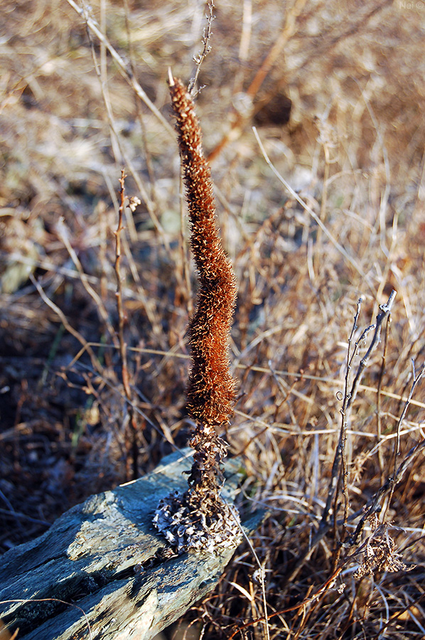 Изображение особи Orostachys spinosa.