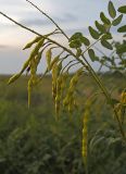 Смотреть изображение Sophora flavescens