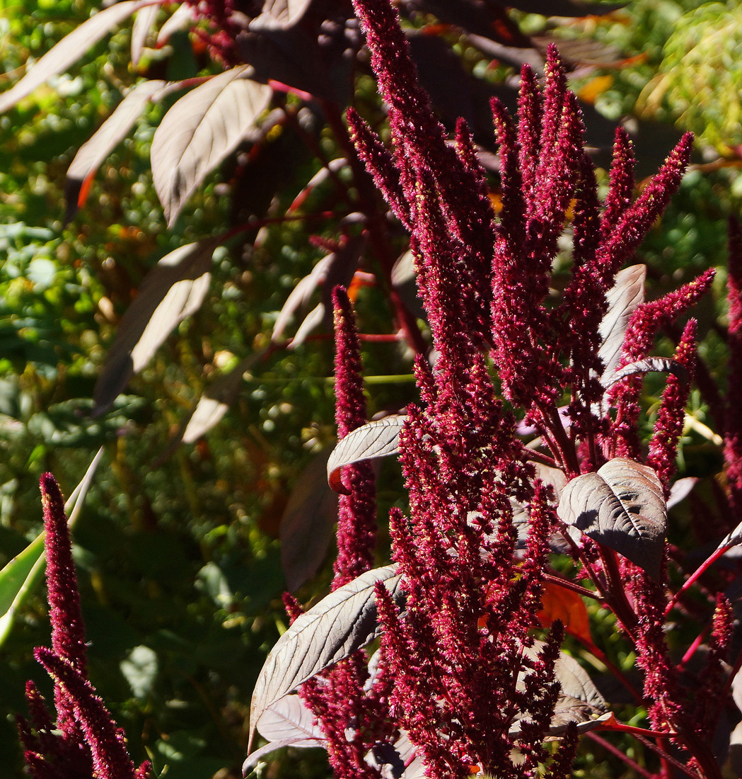 Image of Amaranthus hypochondriacus specimen.