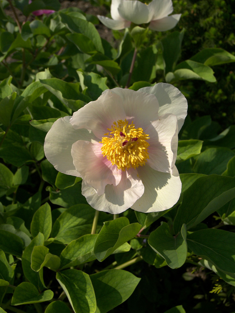 Image of Paeonia &times; chamaeleon specimen.